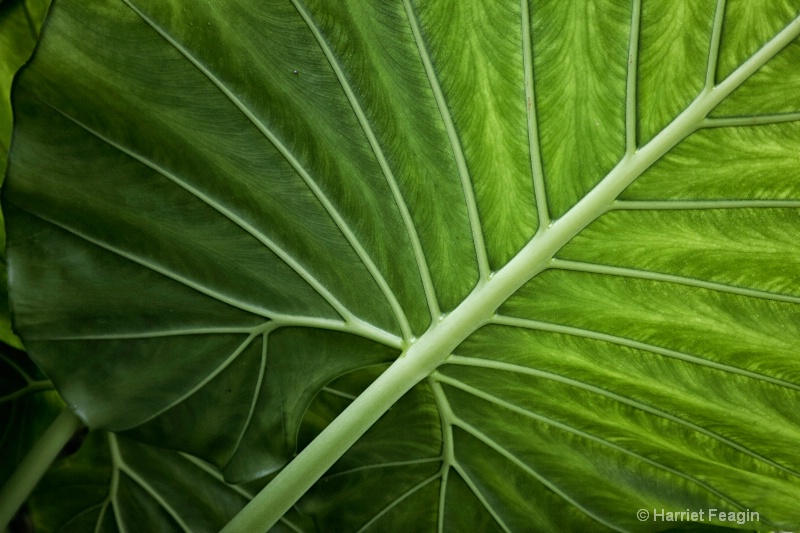  mg 9420 elephant ear closeup