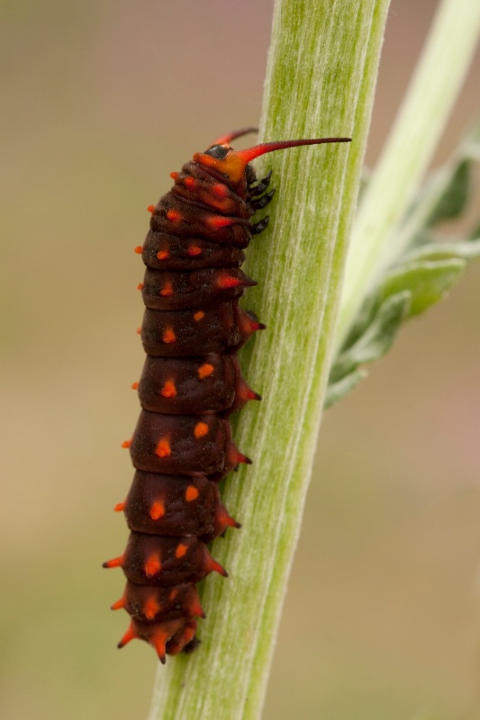 chubby caterpillar