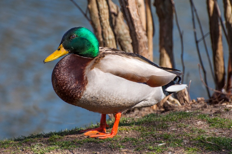 Mallard