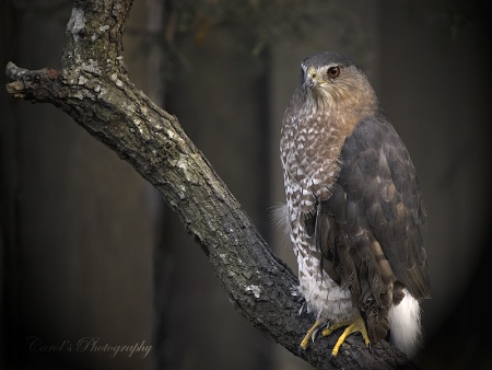 Red-Tail Hawk