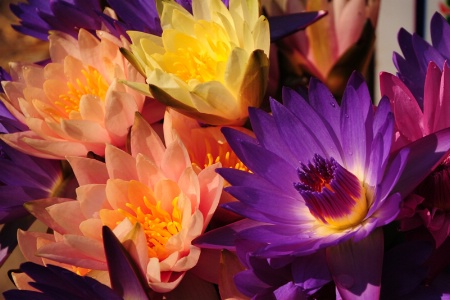 Colourful lotous.
