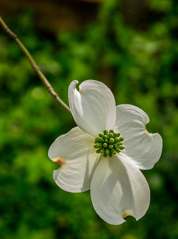 Dogwood Blossom