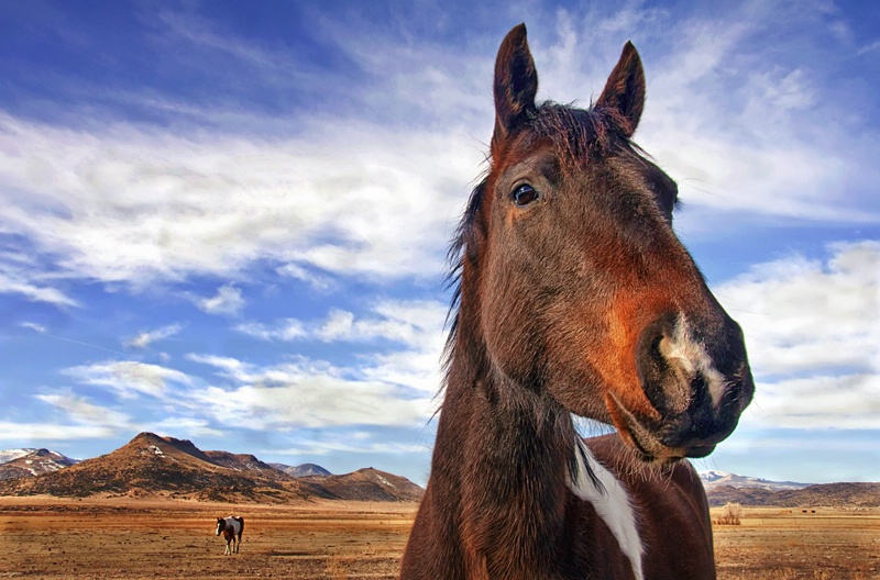 The Curious Horse