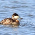 © Leslie J. Morris PhotoID # 13792121: Ruddy Duck Drake