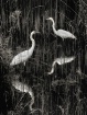 egrets-in-wading