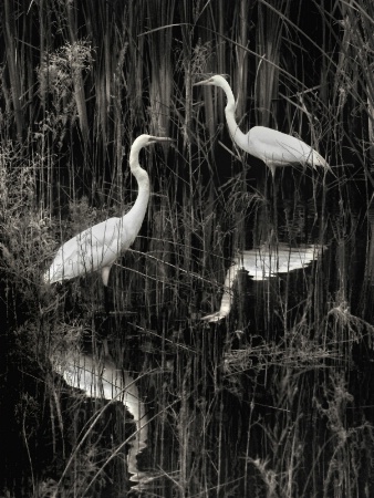 egrets-in-wading