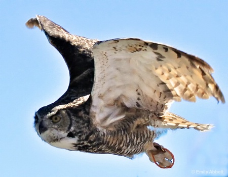 Prairie Hawk in flight