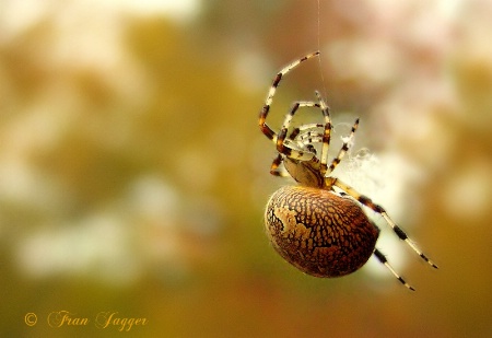 Aerial Spider