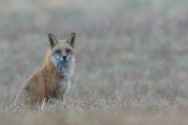 Fox in the Field