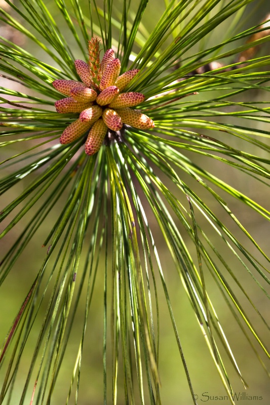 Gift of the Loblolly Pine