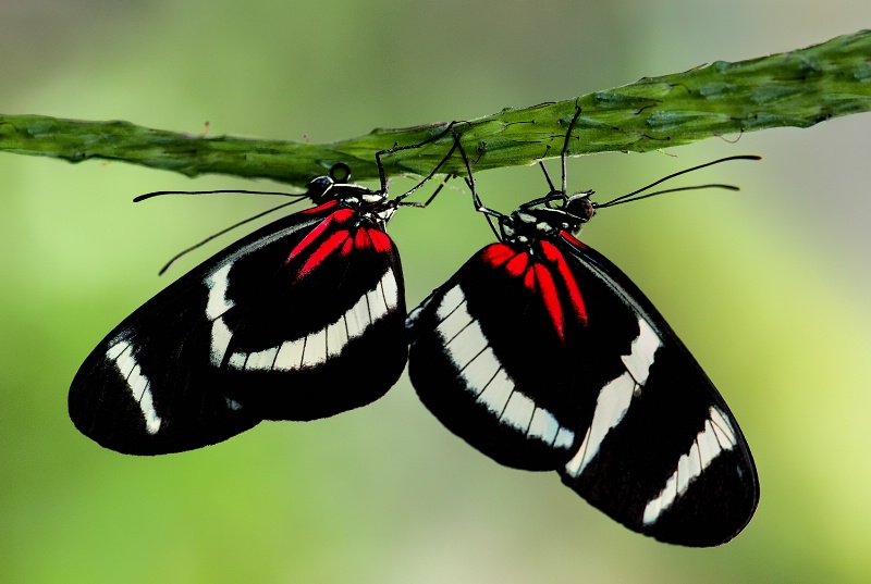 postman-pair- -heliconius-melpomene 