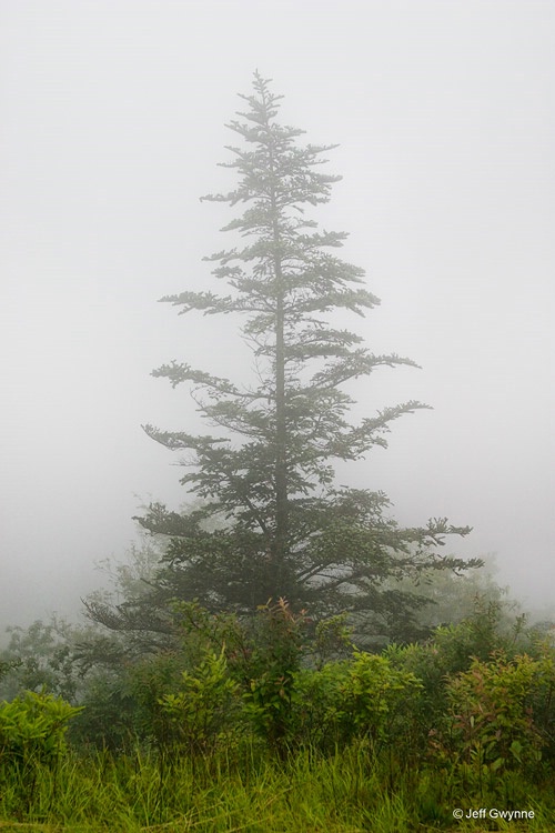Mountain Spruce in Fog - ID: 13793198 © Jeff Gwynne