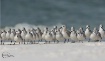 Flock Together