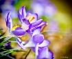 Spring Glory