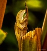 MT~Natural Camofl...