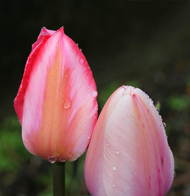 Tulip Duo - ID: 13794671 © Janine Russell