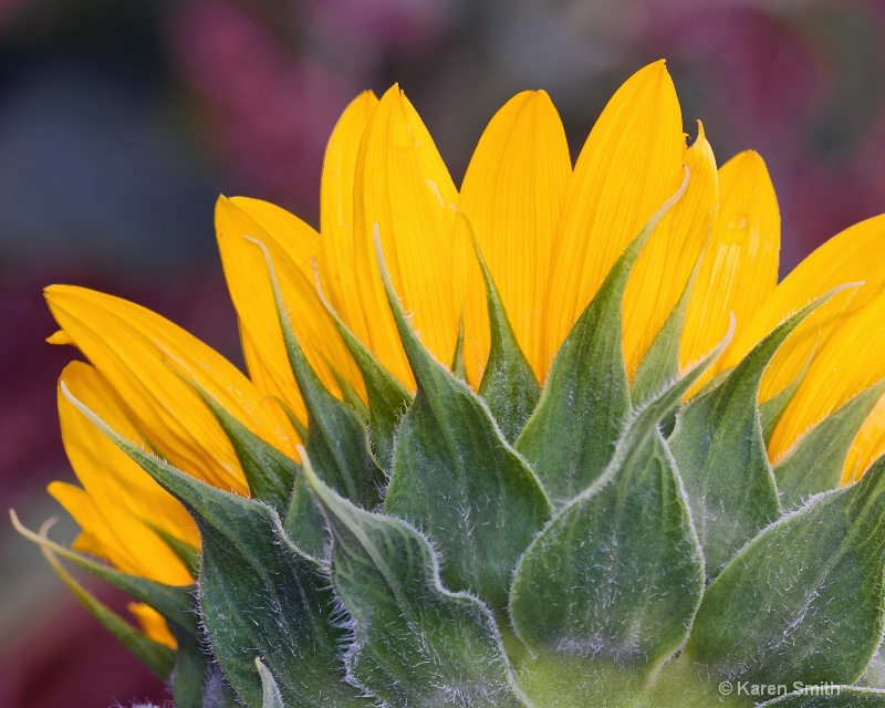Sunny Day Sunflower