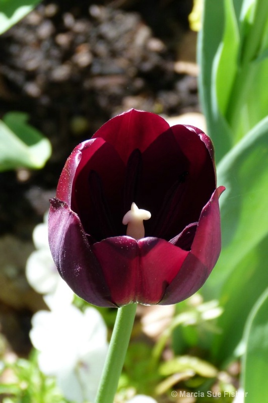 Burgandy Tulip