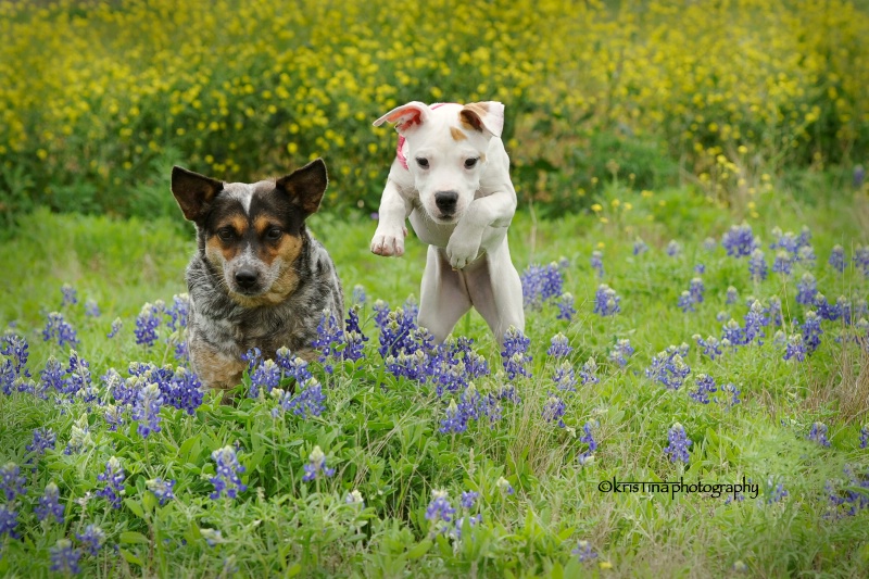 Bluebonnet Fun!