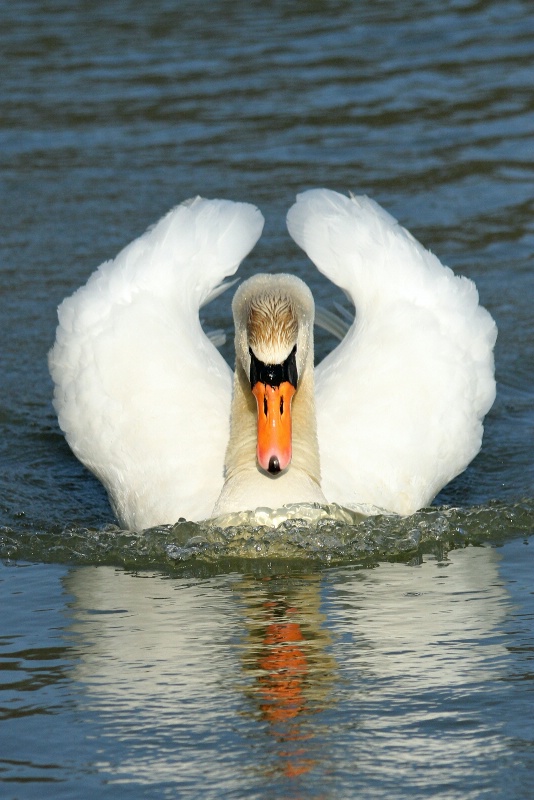 swan reflections