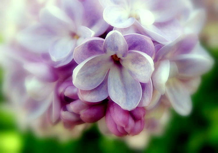 Lilac