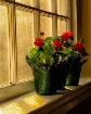 Morning light