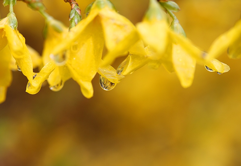 Rainy Day Forsythia - ID: 13796378 © Janine Russell