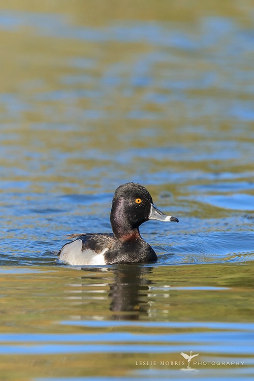 Ring-necked Duck Drake - ID: 13796841 © Leslie J. Morris