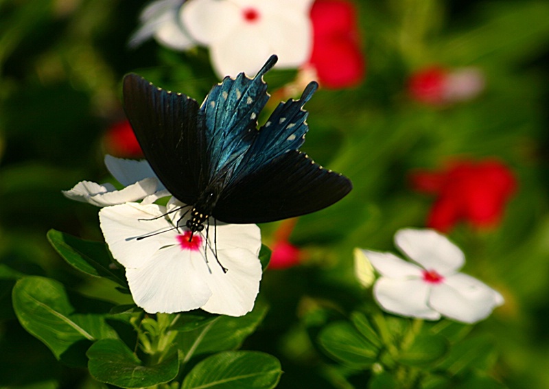 Pipevine Swallowtail Butterfly on Vinca