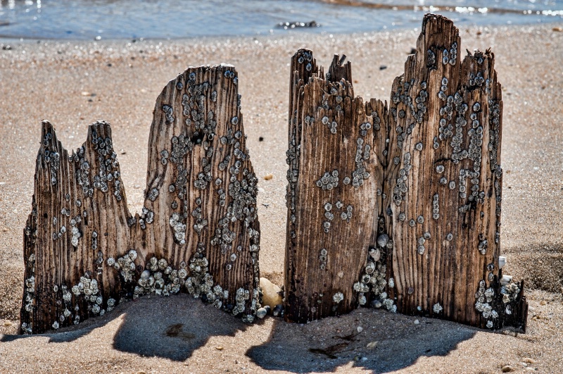 Barnacle Skyscrapers