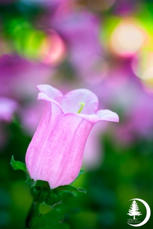 Pink with Bokeh - 2013-0075