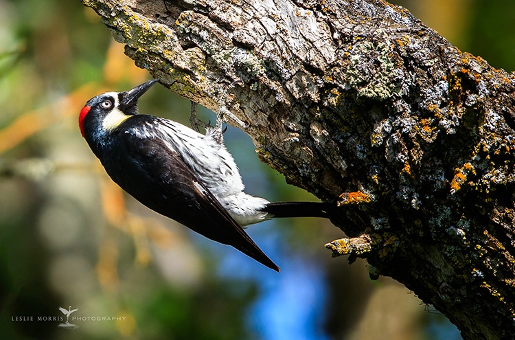 Acorn Woodpecker - ID: 13797833 © Leslie J. Morris