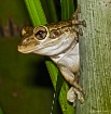 peering