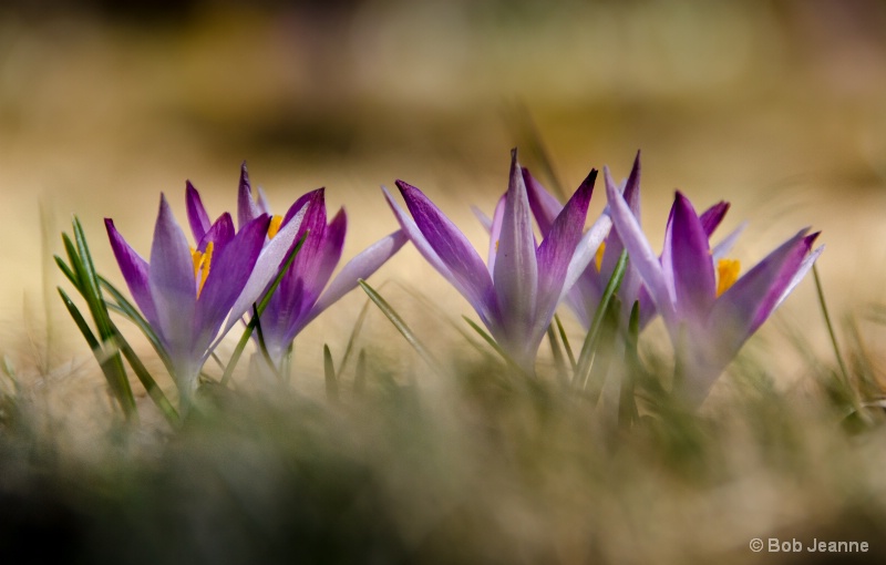 Crocuses