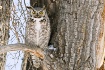 Owl surprise