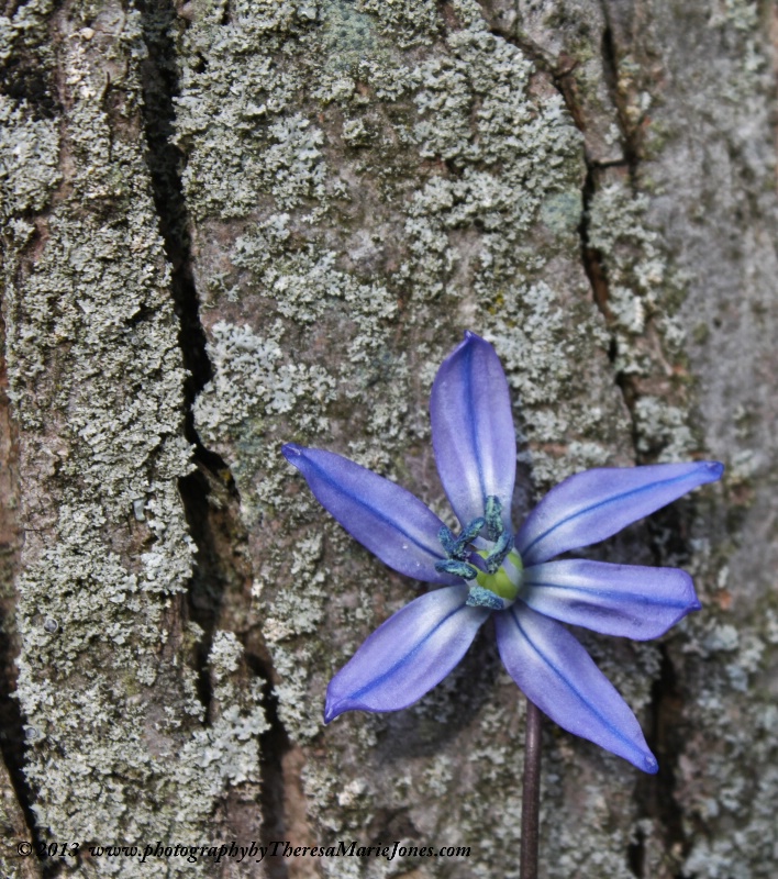 Pretty Little Spring Flower - ID: 13799825 © Theresa Marie Jones
