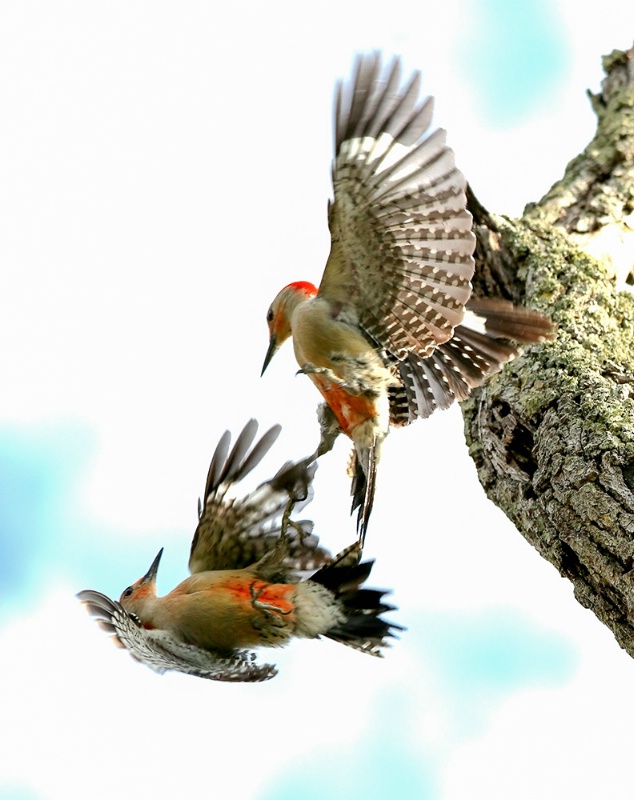 Woodpecker Fight