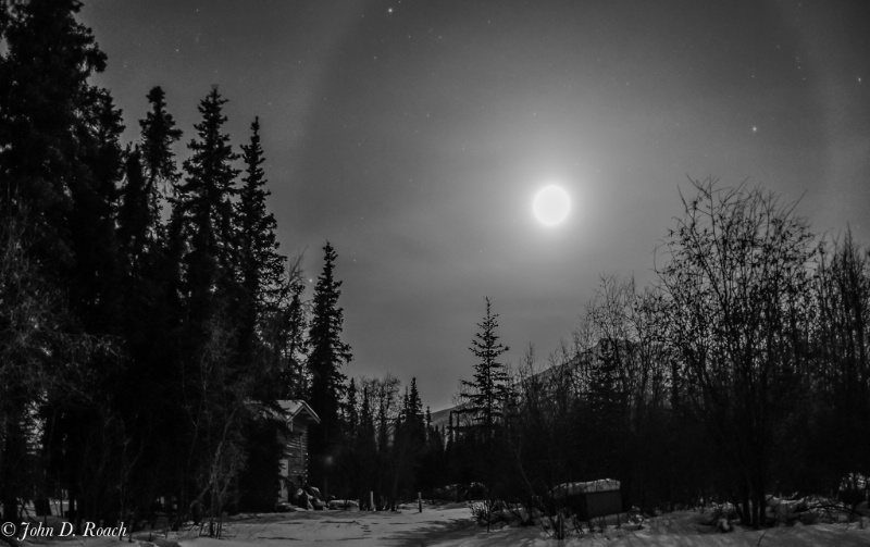 Moondog in Alaska - ID: 13799899 © John D. Roach