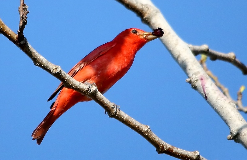 Tanager With A Mulberry