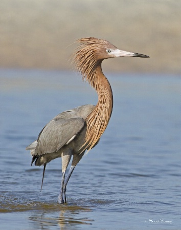 Reddish Egret Ruffled Up; Fort DeSoto, FL