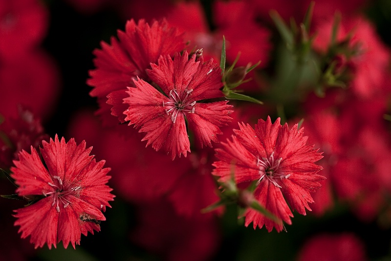 Painted in Red