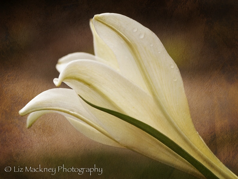Fading Easter Lily