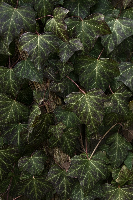 Ivy