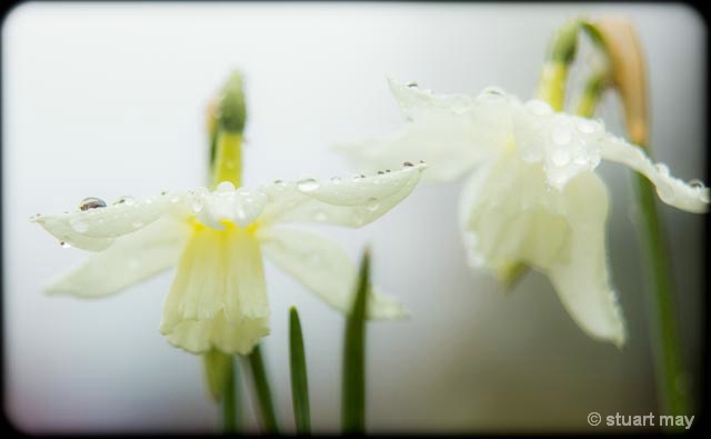 Spring1 - ID: 13800995 © Stuart May