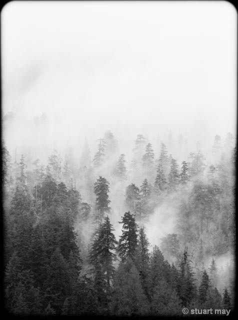Quinault Mist 1 - ID: 13800996 © Stuart May