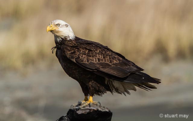 Beach Guest - ID: 13801006 © Stuart May