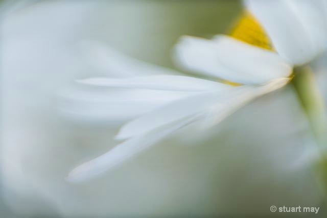 Dance of the Daisy - ID: 13801007 © Stuart May