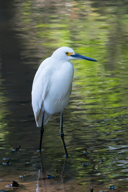 egret