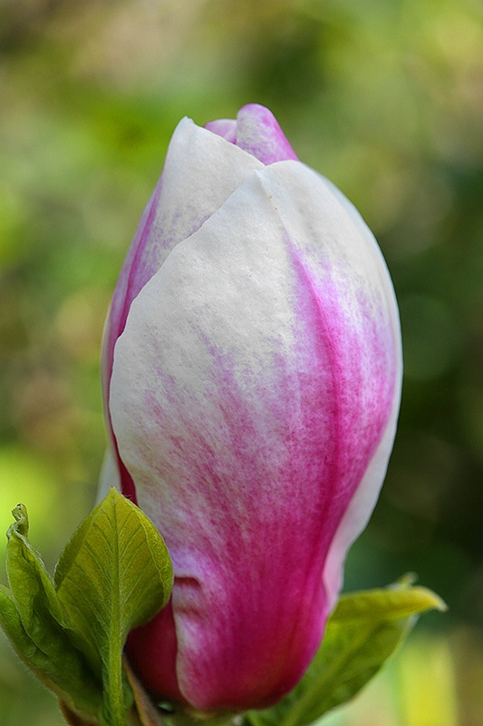 Magnolia Bud - ID: 13801403 © Janine Russell