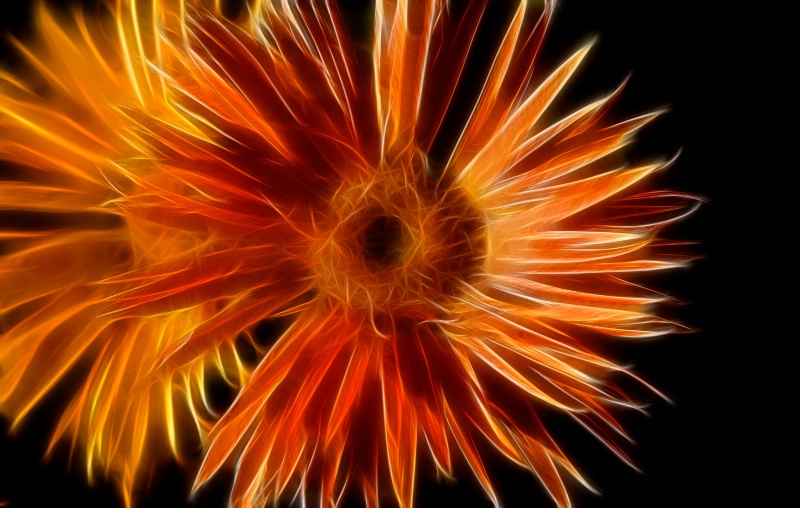 Fractal Daisies